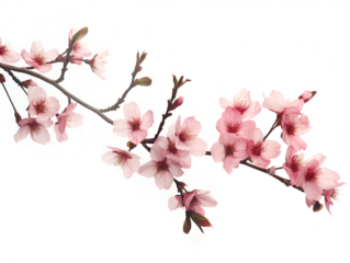 Sakura branch on transparent background