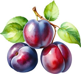 Watercolor painting of plum fruit with leaves.