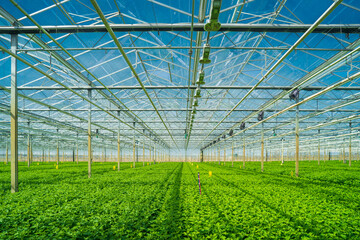 growing crops in a greenhouse - 766180763
