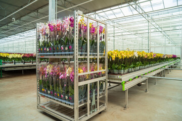 comercial greenhouse for flowers