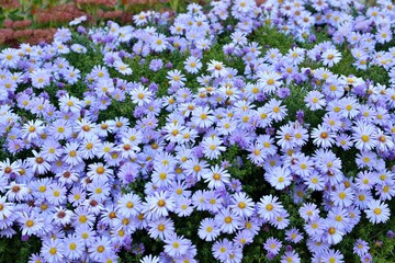 Bright purple asters novae-angliae in the autumn garden enjoyed the sun.
