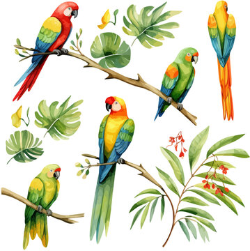 watercolor Drawing Vector of Collection colorful parrots on a branch, isolated on a white background, painting Illustration art, Graphic clipart design.