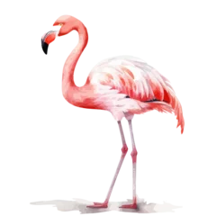 Fotobehang Watercolor of a flamingo vector illustration, isolated on a white background,  painting clipart, design Graphic. © mosio