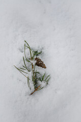 A pine branch with a cone in the snow