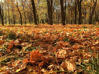 Autumn leaves on the ground