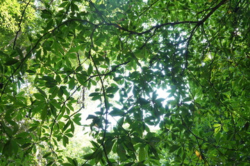The lanscape green leaves background, nature background