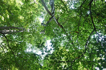 The lanscape green leaves background, nature background