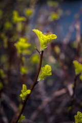 Rozwijanie się liści po zimie, wzrost roślin. © Blaszko