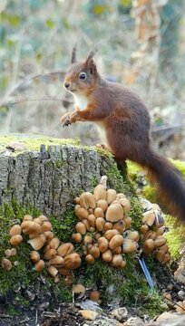 Vertical footage of a red squirrel standing on a stump with growing mushrooms eating nuts