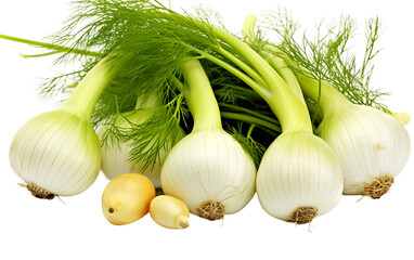 Kitchen Scene with Fennel Bulbs and Fronds Isolated On Transparent Background PNG.