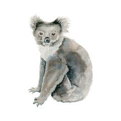 Obraz premium Koala Bear. Grey Indigenous Australian native marsupial animal. Watercolor illustration on transparent background. Hand drawn sketch for national endemic Australia wildlife design, cards and prints