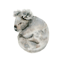 Koala Bear. Grey Indigenous Australian native marsupial animal. Watercolor illustration on transparent background. Hand drawn sketch for national endemic Australia wildlife design, cards and prints