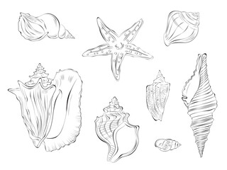 Seashell outline doodle vector hand drawn illustration. Isolated on white background.