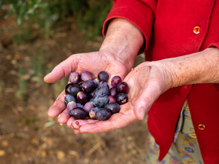 Older woman's hand holding a handful of black olives, close-up view.