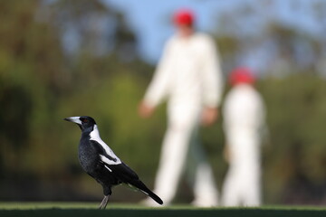 Differential focus. In focus, black and white Australian Magpie (Gymnorhina tibicen) with red eyes, standing on cricket outfield. Out of focus, cricket players in the background.