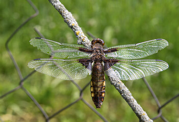 green dragonfly on a branch