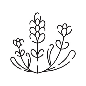 Spring flowers line icon. Forest fern eucalyptus art foliage natural leaves herbs. Decorative beauty elegant illustration for design hand drawn flower