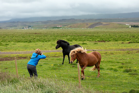 a woman in a blue jacket is taking a picture of two horses.