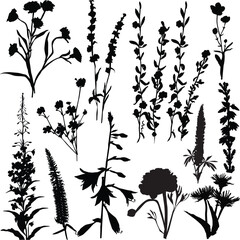 fefteen wild flower silhouettes collection isolated on white