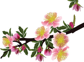 spring branch light pink blooms with yellow centers isolated group