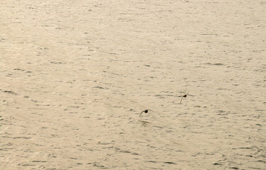 Silueta de unos patos volando sobre el río. Reflejo de la luz al atardecer sobre las aguas del río Guadiana en Sanlucar de Guadiana, Huelva, España.
