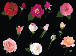 fine thirteen roses isolated on black