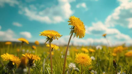 Papier Peint photo Prairie, marais Beautiful meadow field with fresh grass and yellow dandelion flowers in nature against a blurry blue sky with clouds. Summer spring perfect natural landscape.