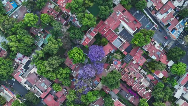 Aerial image of a jacaranda tree with red roofs in Coyoacan, CDMX