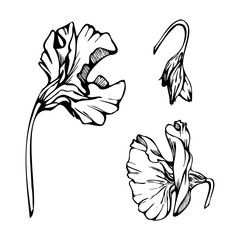 Hand drawn vector graphic ink illustration botanical flowers leaves. Sweet everlasting pea, vetch bindweed legume tendrils. Single element isolated white background. Design wedding, cards, floral shop