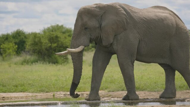 elephant walking to a waterhole, close,  pan from bottom to top