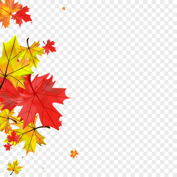 Autumnal Plant Background Transparent Vector. Foliage Season Card. Ocher Ground Leaves. Shape Floral Frame.