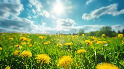 Papier Peint photo Lavable Prairie, marais Beautiful meadow field with fresh grass and yellow dandelion flowers in nature against a blurry blue sky with clouds. Summer spring perfect natural landscape.