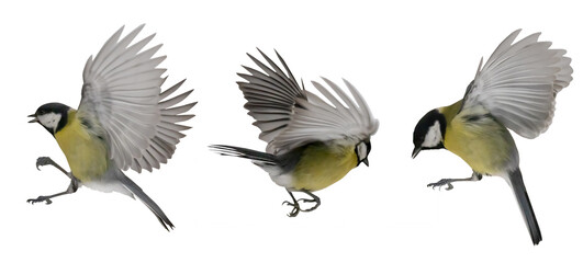 flight of three yellow tits isolated on white