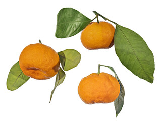 ripe orange three tangerines with large leaves isolated on white