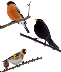isolated three birds on tree branches