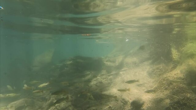 Small school of fish swimming in tranquil clear water on a sunny day
