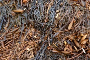 Foto op Plexiglas Warrnambol Victoria Australia Seaweed making patterns along the beach. © Richard