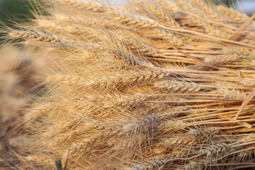 dry wheat  ready for harvest in farm field,ears of wheat