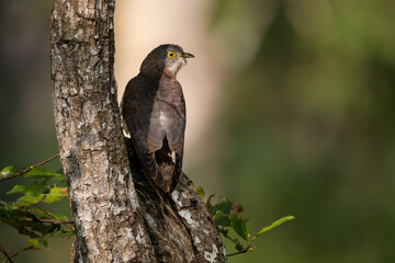 Indian Cuckoo - Cuculus micropterus, shy forest bird with unique sound from Asian forests and woodlands, Nagarahole Tiger Reserve, India. - 766202910