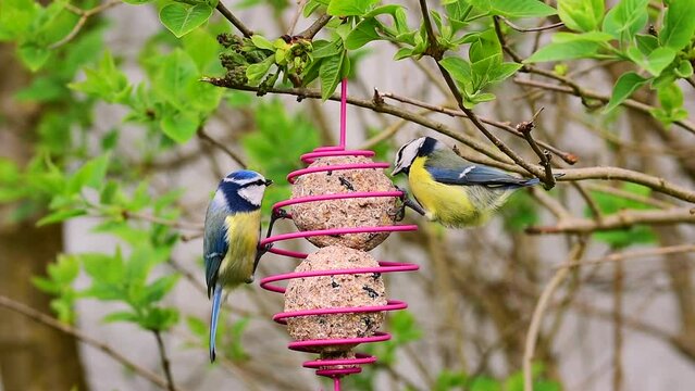 Blue tit (cyanistes caeruleus) birds pecking grains from suet fat balls bird feeder in spring.