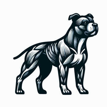 Mussle Pit Bull PitBull Terrier dog breed pet logo icon sticker tattoo ui