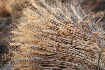 field of wheat,Yellow wheat  ready for harvest in farm field