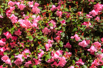Pink Azalea (Rhododendron williamsianum) in full bloom in a garden at spring