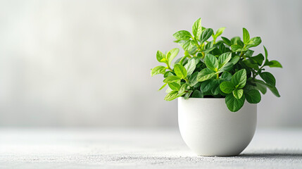 A green plant in a white pot on a white background.
