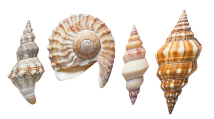 Shells isolated with transparent background