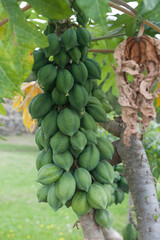 Papaya tree (Carica papaya)