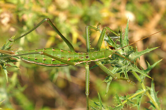 Dorsal closeup on the largest European Mediterranean predatory bush cricket grasshopper Saga pedo , a protected species