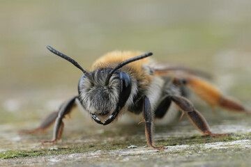 Facial closeup on a female of the Grey-gastered mining bee, Andrena tibialis sitting on wood