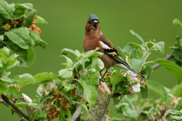 Singender Buchfink im Frühling auf einem Zweig