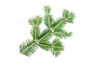 Green fir branch isolated on white background. Item for packaging, design, mockup.